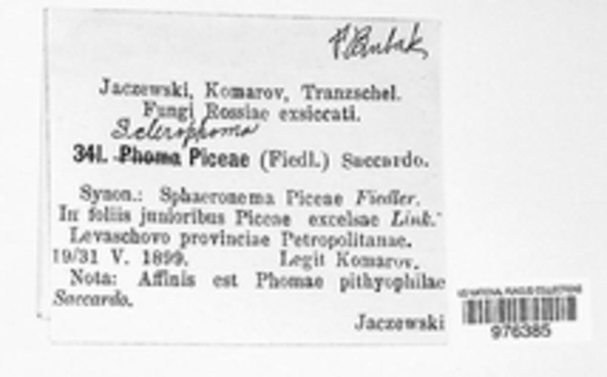 Phomopsis piceae image